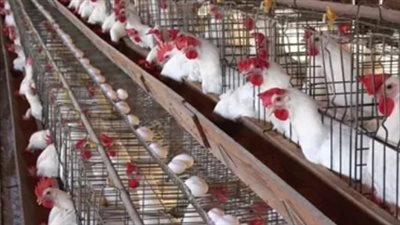 أسعار الفراخ البيضاء في بورصة الدواجن اليوم الأحد 6_10_2024