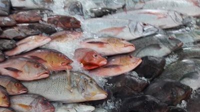  أسعار السمك والجمبري باختلاف الأنواع والأحجام اليوم 6_10_2024