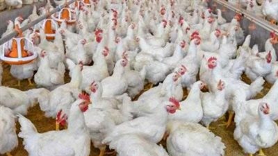  أسعار الفراخ البيضاء اليوم الثلاثاء 8-10-2024 