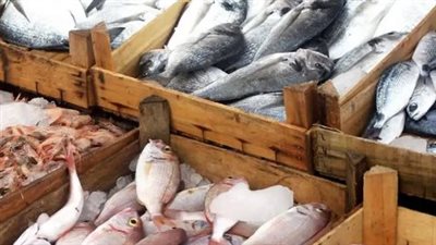  أسعار الأسماك والجمبري اليوم الثلاثاء 8 أكتوبر 2024