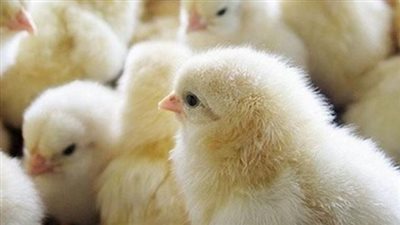  أسعار الدواجن اليوم الثلاثاء 8 أكتوبر 2024.. سعر الكتكوت البلدي بكام؟