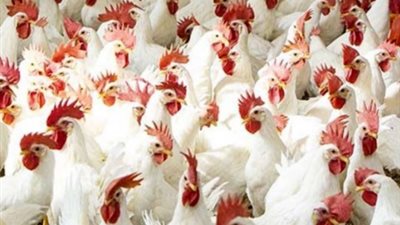 أسعار الفراخ في البورصة والأسواق صباح اليوم الخميس 10 أكتوبر 2024