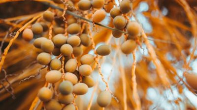 فوائد البلح الأصفر للحامل.. رائع للأم والجنين ولكن بشروط