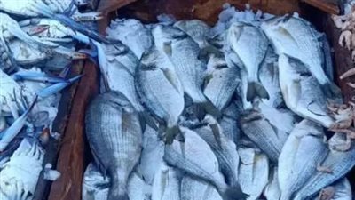 سعر السمك البلطي اليوم السبت 12_10_2024