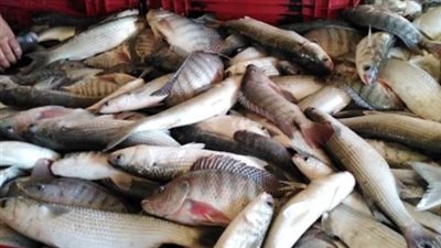 سعر السمك البلطي اليوم الأحد 13_10_2024