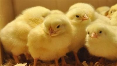 سعر الكتكوت الابيض اليوم الثلاثاء 15_10_2024