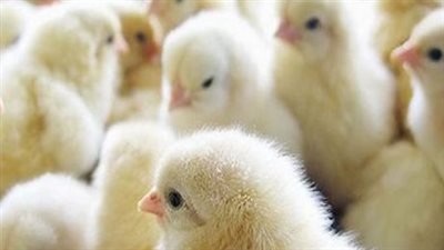 سعر الكتكوت الابيض اليوم الثلاثاء 16_10_2024