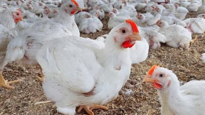 اسعار الفراخ اليوم الخميس 17_ 10_ 2024