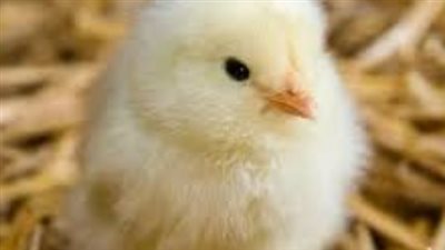 سعر الكتكوت الأبيض اليوم عمر يوم.. سعر بانيه الفراخ بكام؟