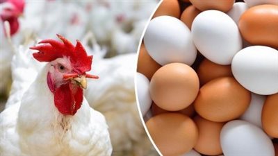 أسعار الدواجن البيضاء اليوم السبت 19_10_2024