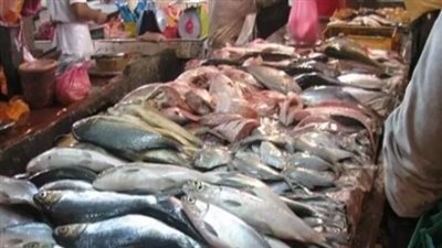 سعر السمك البلطي اليوم السبت 19_10_2024