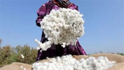 أسعار القطن اليوم السبت الموافق 19 أكتوبر الجاري 2024