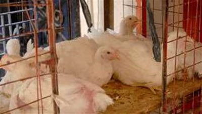 بورصة الدواجن اليوم الاثنين 21_ 10_2024