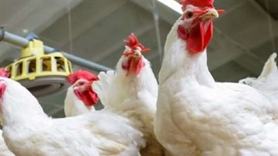  أسعار الدواجن والبيض اليوم الثلاثاء 22 أكتوبر 2024 في الأسواق