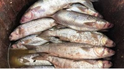 سعر السمك البلطي الكبير اليوم 22_10_2024