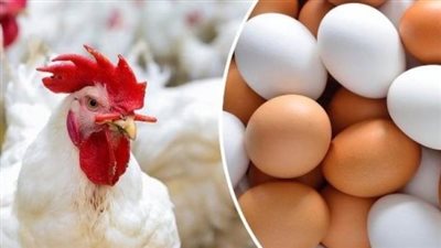 أسعار بورصة الدواجن اليوم الأربعاء 23-10-2024