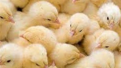 أسعار الكتاكيت اليوم الخميس 24_10_2024