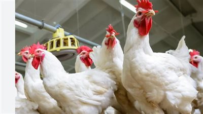 بورصة الدواجن في مصر اليوم السبت 26_10_2024