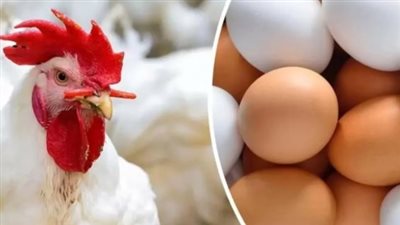 أسعار الفراخ اليوم السبت 26 أكتوبر 2024 في بورصة الدواجن والمحال التجارية