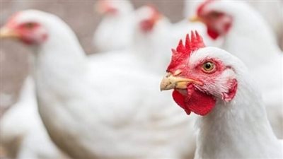  بورصة الدواجن اليوم الأحد 27_10_2024 في مصر