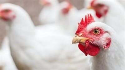  بورصة الدواجن اليوم الاثنين 28 أكتوبر فى مصر