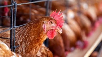  أسعار الدواجن والبيض اليوم الإثنين 28 أكتوبر 2024 في الأسواق