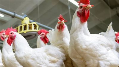 أسعار الفراخ البيضاء في بورصة الدواجن اليوم الثلاثاء 29-10-2024