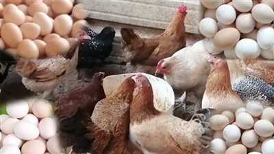  أسعار الدواجن والبيض اليوم الأربعاء 30 أكتوبر 2024