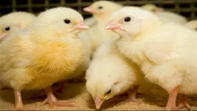  سعر الكتكوت البلدي اليوم الأحد 27_10_2024