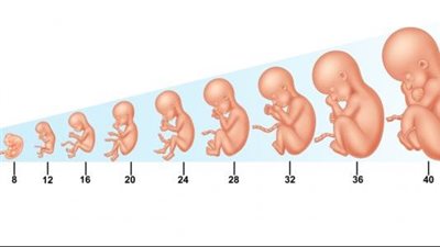مراحل نمو الجنين من الأسبوع الأول حتى الأسبوع الـ 40