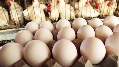 أسعار البيض اليوم الخميس 31_ 10_2024.. سعر الدواجن الساسو بكام؟