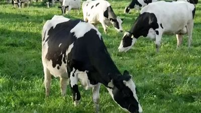 موعد صرف دعم المواشي لشهر نوفمبر 2024