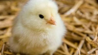 أسعار الكتاكيت اليوم السبت 2_11_2024