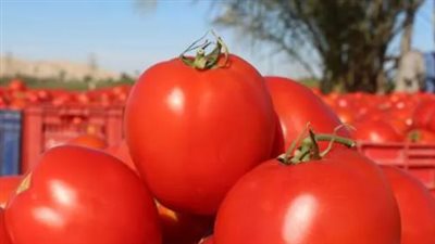 سعر الطماطم اليوم السبت 2 نوفمبر 2024 