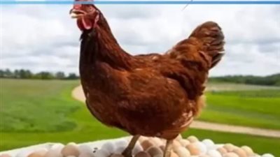 سعر كيلو الفراخ البلدي اليوم 3 نوفمبر 2024.. أسعار البيض بكام؟