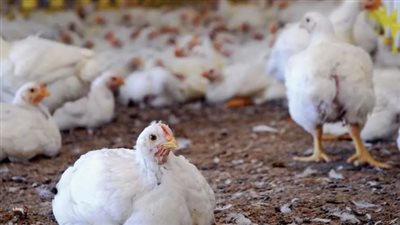  بورصة الدواجن اليوم الأحد في مصر 3 نوفمبر 2024