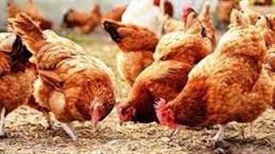 استقرار بورصة الدواجن اليوم الاثنين فى مصر 4 نوفمبر 2024