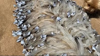 مخلوق غريب في استراليا.. جريدة 