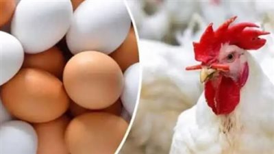 أسعار الدواجن والبيض اليوم الثلاثاء 5 نوفمبر 2024.. في الأسواق والمحال التجارية