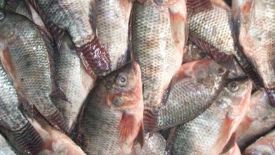  أسعار السمك والجمبري اليوم الثلاثاء 5 نوفمبر 2024.. السمك البلطي ما بين 64 و66 جنيهًا للكيلو