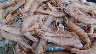 أسعار الأسماك المجمدة اليوم السبت 9 نوفمبر 2024.. الجمبري بكام؟