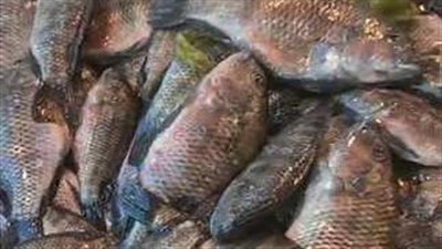 سعر السمك بالأسواق اليوم الأحد 10 نوفمبر 2024