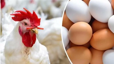  أسعار الفراخ البيضاء في بورصة الدواجن اليوم الأحد 10 نوفمبر 2024