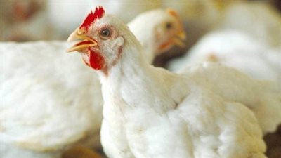 بورصة الدواجن اليوم الأحد 10 نوفمبر 2024