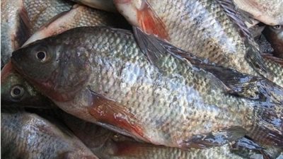 سعر السمك البلطي اليوم الأحد 10_ 11_ 2024