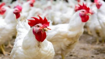  أسعار الفراخ البيضاء مستهل تعاملات اليوم الإثنين 11_11_2024