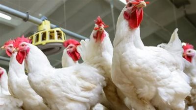  أسعار الفراخ البيضاء فى الأسواق اليوم 9 نوفمبر 2024