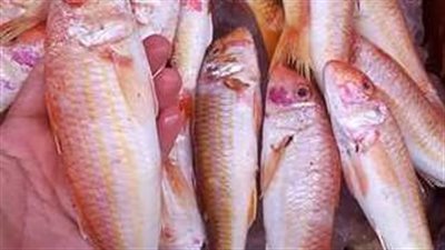  أسعار السمك والجمبري اليوم الأربعاء 13 نوفمبر 2024