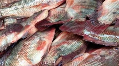 أسعار الأسماك اليوم الأربعاء 13_11_2024 فى العاصمة عدن 