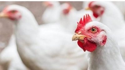  أسعار الفراخ البيضاء مستهل تعاملات اليوم الخميس 14_11_2024